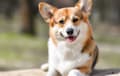 corgi - Red-headed tri-color