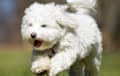 Coton De Tulear - white