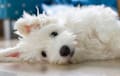 Coton De Tulear - white