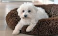Coton De Tulear - white