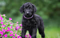 Curly Coated Retriever - black