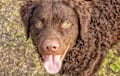 Curly Coated Retriever - brown