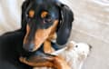 Dachshund - Black and Tan