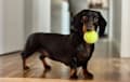 Dachshund - Black and Tan