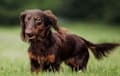 Dachshund - Chocolate