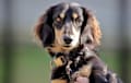 Dachshund - Chocolate
