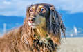 Dachshund - Chocolate