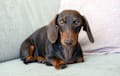 Dachshund - Chocolate