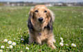 Dachshund - Fawn