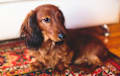 Dachshund - red