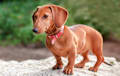 Dachshund - red
