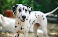 Dalmatian - black and white
