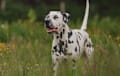 Dalmatian - black and white