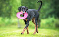 Doberman Pinscher - black and rust
