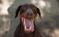 Doberman Pinscher - red and rust