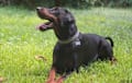 Doberman Pinscher - black and rust