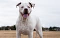Dogo Argentino - white