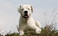 Dogo Argentino - white