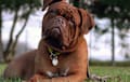 Dogue De Bordeaux