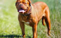 Dogue De Bordeaux