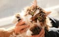 Domestic Longhair - brown and white