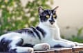 Domestic Shorthair - black and white