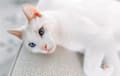 Domestic Shorthair - white