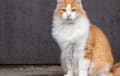 Domestic Longhair - orange and white