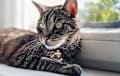 Domestic Shorthair - brown