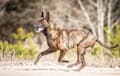 Dutch Shepherd - brindle