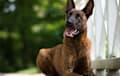Dutch Shepherd - brindle
