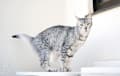 Egyptian Mau - gray