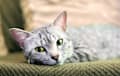 Egyptian Mau - gray