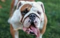 English Bulldog - fawn