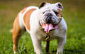English Bulldog - fawn