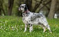 English Setter - blue
