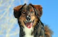 English Shepherd - sable