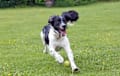 English Springer Spaniel - black and white