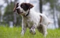 English Springer Spaniel - liver and white