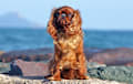 English Toy Spaniel - ruby