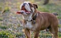 English Bulldog - red