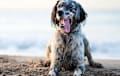 English Setter - blue
