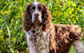 English Springer Spaniel - liver and white