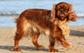 English Toy Spaniel - ruby