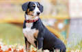 Entlebucher - black white and tan