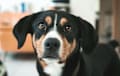 Entlebucher - black white and tan