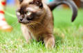 European Burmese - chocolate