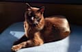 European Burmese - chocolate