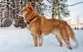 Finnish Spitz - red