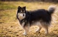 Finnish Lapphund - black